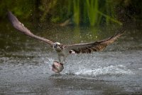 239 - OSPREY FLIES WITH FISH - DEVINE BOB - united kingdom <div